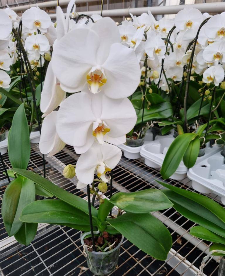 Orchidée Phalaenopsis 1 branche blanc Cascade